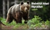 Medv�kt�l f�lnek N�gr�dban