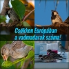 Elt�nt 421 milli� eur�pai mad�r!
