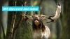 Csaknem k�tezer d�mszarvas l�het� ki B�k�sben