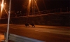 Orrukn�l fogva vezetik a rend�r�ket a pesti vaddiszn�k