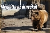 Megl�tta az �rny�k�t ma a medve