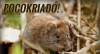 Pocokriad� van Magyarorsz�gon