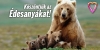 Any�k Napja