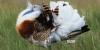 V�dett madarak �l�hely�t alak�tott�k ki a Kiskuns�gban