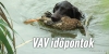 VAV id�pontok