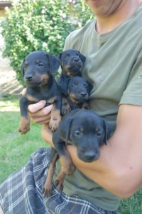 Jagd terrier KÖLYKÖK Jagd terrier KÖLYKÖK