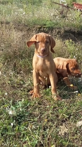 Rövidszőrű magyar vizsla kölykök Rövidszőrű magyar vizsla kölykök