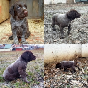 Német Vizsla kölyök Német Vizsla kölyök