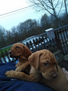 Magyarvizsla kölykök!! Magyarvizsla kölykök!!