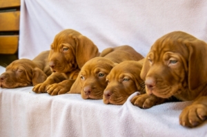 Magyar vizsla Magyar vizsla