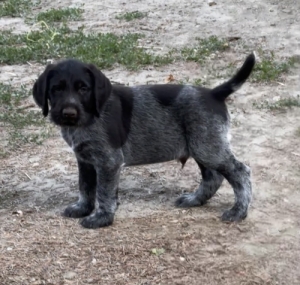 Dr�tsz�r� n�met vizsla k�ly�k