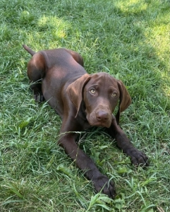 R�vodsz�r� n�met vizsla
