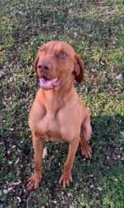 magyar vizsla