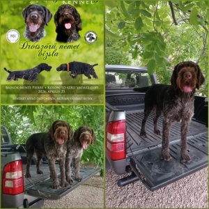 Dr�t sz�r� n�met vizsla