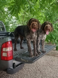 Dr�t sz�r� n�met vizsla