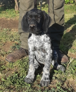 Dr�tsz�r� n�met vizsla