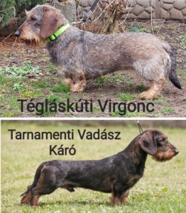 Sz�lk�ssz�r� Tacsk�