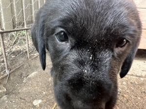 Labrador kiskutya