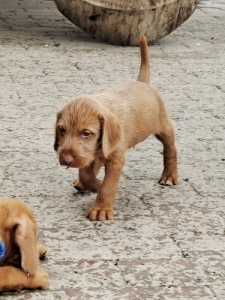 Dr�t Sz�r� Magyar Vizsla
