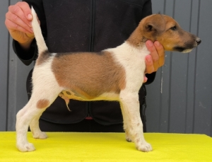 T�rzsk�nyvezett foxterrier kan kiskutya