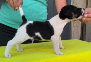 Munkavonal� foxterrier k�lyk�k, t�rzsk�nyvezett sz�l�kt�l