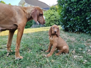 Kan magyar vizsla k�lyk�k