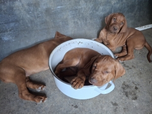 Magyar vizsla