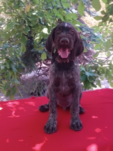 Dr�tsz�r� n�met vizsla