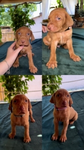 Magyar Vizsla