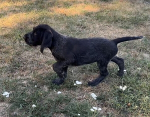 Dr�tsz�r� n�met vizsla k�ly�k