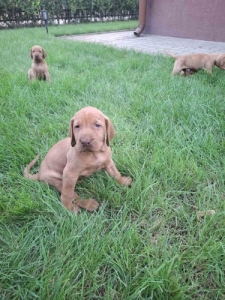 Magyar Vizsla k�lyk�k /t�rzsk�nyves/