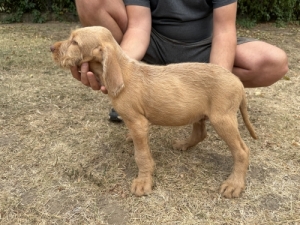 Magyar vizsla