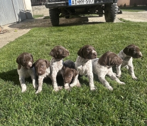R�vidsz�r� n�met vizsla