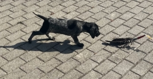 N�met Vizsla