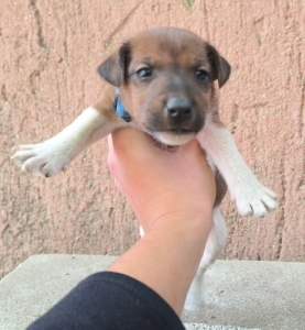 Munkavonal� t�rzsk�nyvezett foxterrier kan kiskutya