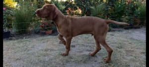 Dr�tsz�r� magyar vizsla k�ly�k