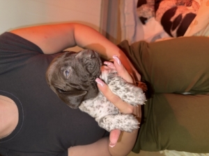 N�met vizsla